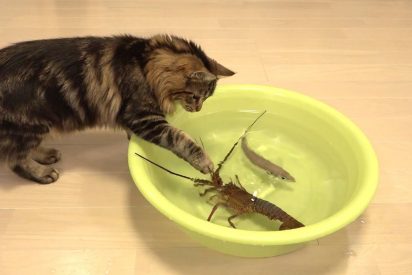 La langosta feroz y los gatos despavoridos