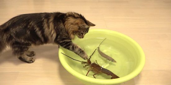 La langosta feroz y los gatos despavoridos