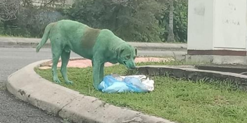 Maltrato Animal: un perro pintado de verde llorando y desesperado en busca de comida