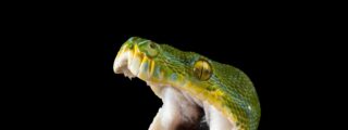 La serpiente
