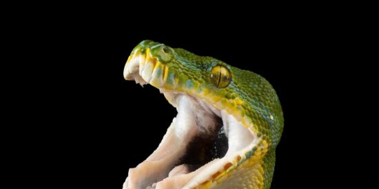 La serpiente