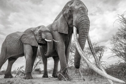 Este elefante se convierte en un s&iacute;mbolo de libertad al cruzar una cerca el&eacute;ctrica tras derribar uno de sus postes