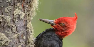 P&aacute;jaro Carpintero