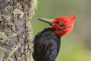 P&aacute;jaro Carpintero