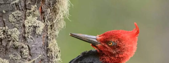 P&aacute;jaro Carpintero