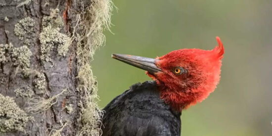 P&aacute;jaro Carpintero