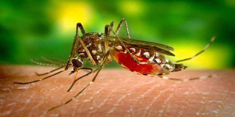 &iquest;Sab&iacute;as que la tela de grafeno evita que los mosquitos piquen?