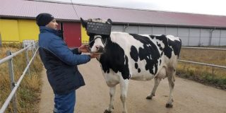 &iquest;A qu&eacute; no sabes para qu&eacute; sirven las gafas de realidad virtual que en Rusia les ponen a las vacas?