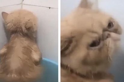 La cara de cabreo de este gato muestra a su due&ntilde;o la poca gracia que le hace el ba&ntilde;o...