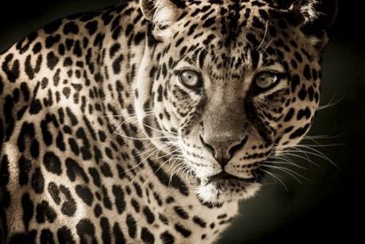 Leopardo: El momento en que el felino ataca a un motorista en la carretera