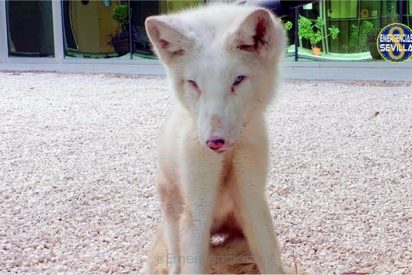 La Polic&iacute;a municipal encuentra a un zorro &aacute;rtico deambulando por las calles de Sevilla