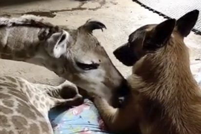 Este perro hace de ni&ntilde;era de una jirafa a la que abandon&oacute; su madre