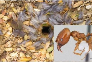 As&iacute; es la hormiga carn&iacute;vora que crea trampas con plumas para atraer y merendarse a sus presas