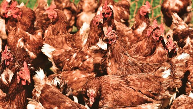 Un paisano compra sin querer 1.000 gallinas en una subasta online y... asume las consecuencias