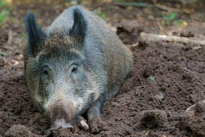 'Simp&aacute;tico' jabal&iacute; destruye un alijo de coca&iacute;na con un valor de 200.000 euros escondido en el bosque
