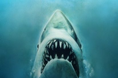 Covid-19: medio mill&oacute;n de tiburones, en peligro por la producci&oacute;n de vacunas