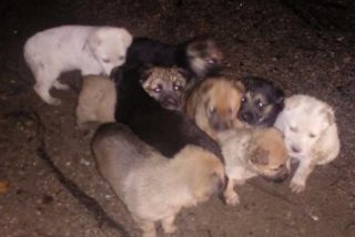 Ofrecen 1.000 euros de recompensa para dar con quien abandon&oacute; a estos 9 cachorros en un monte de la Coru&ntilde;a
