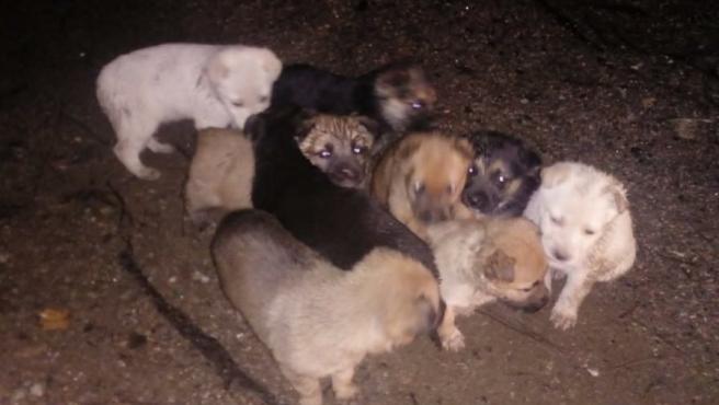 Ofrecen 1.000 euros de recompensa para dar con quien abandon&oacute; a estos 9 cachorros en un monte de la Coru&ntilde;a