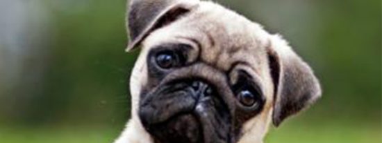 La edad de tu perro en a&ntilde;os humanos.