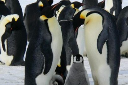 Los ping&uuml;inos emperador podr&iacute;an extinguirse por culpa del calentamiento global