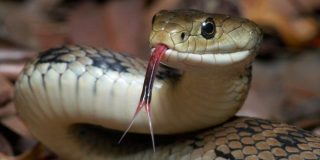 Esta serpiente interrumpe un partido de cricket en la India