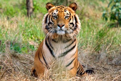 Este tigre bate el r&eacute;cord tras recorrer 1.300 kil&oacute;metros en busca de hogar, comida y compa&ntilde;era