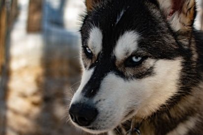 Este perro enciende accidentalmente el microondas y por poco quema la casa de su due&ntilde;a