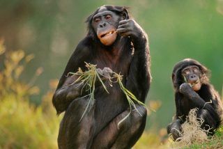 &iquest;Sab&iacute;as que el alcohol salv&oacute; a nuestros ancestros de la extinci&oacute;n?