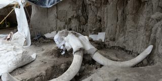 Descubren dos esqueletos de mamut durante la construcci&oacute;n de un aeropuerto