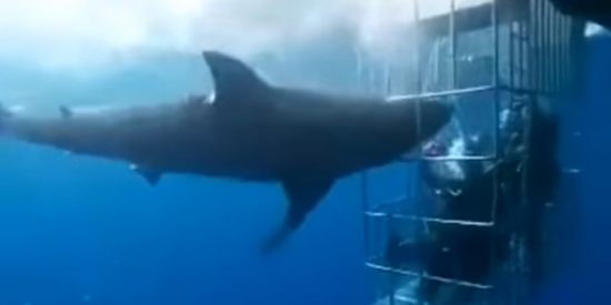 Este tibur&oacute;n blanco muere desangrado tras quedar atrapado en una jaula de turistas