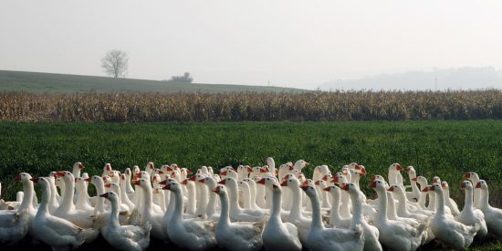 Este coche para y cede el paso a una fila de gansos... que resultaron ser m&aacute;s de un millar 