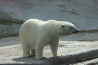 Explican el misterio del oso polar que lleva escrito en el lomo el nombre de un ic&oacute;nico tanque sovi&eacute;tico