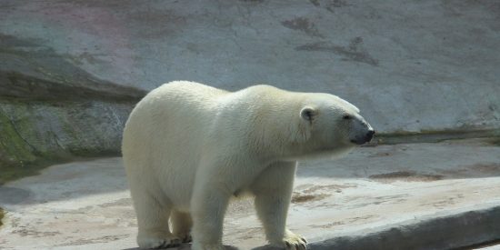 Explican el misterio del oso polar que lleva escrito en el lomo el nombre de un ic&oacute;nico tanque sovi&eacute;tico