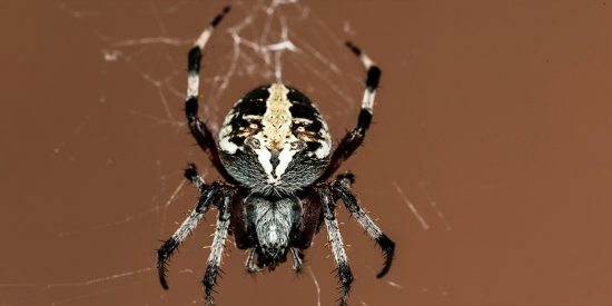 Descubren una nueva especie de ara&ntilde;a violinista venenosa end&eacute;mica del Valle del An&aacute;huac