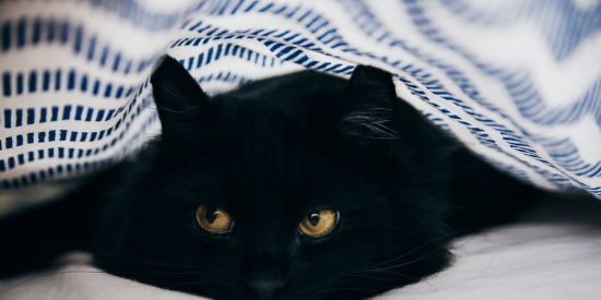 &iexcl;Un milagro de Navidad!: Esta gatita 'resucita' con reanimaci&oacute;n cardiopulmonar tras permanecer 20 minutos en una lavadora en marcha