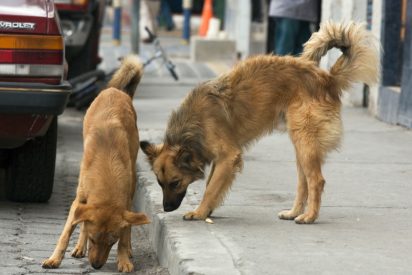 Estos 2 perros salvan a una mujer de ser asaltada por un delincuente armado