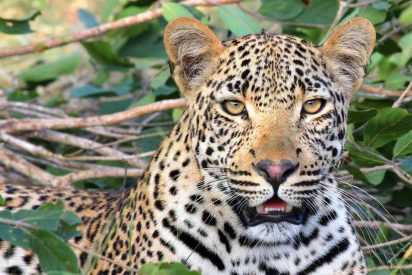 Este leopardo se merienda a un ni&ntilde;o y hiere de gravedad a otro mientras jugaban frente a sus casas