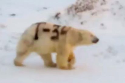 &iexcl;Alarma Cient&iacute;fica! &iquest;Qu&eacute; significa el misterioso mensaje pintado sobre un oso polar en Rusia?