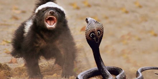 Los 2 chacales salvan al tej&oacute;n de la serpiente y reciben un 'violento agradecimiento'