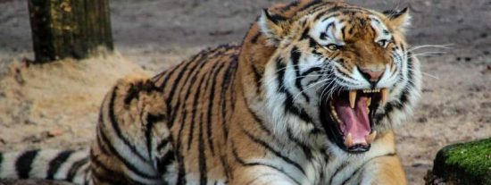 El tipo cae al foso, es atrapado por el tigre y... &iexcl;sobrevive!