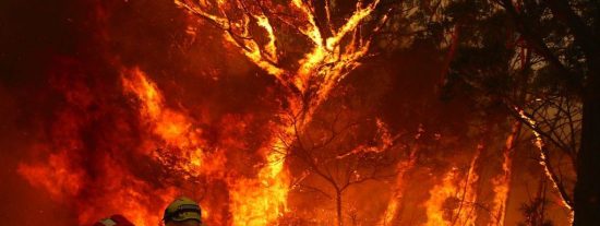 Crisis financiera: qu&eacute; es el 'cisne verde' y por qu&eacute; alarma tanto a los economistas