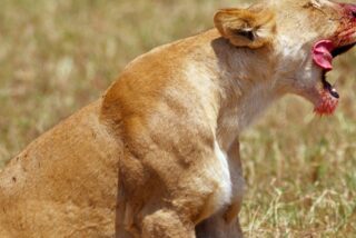 La leona sigilosa saca tajada del &ntilde;u m&aacute;s despistado de la manada