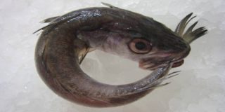 Eugenio: "&iquest;El saben aquell que diu... las pescadillas y la mujer fea?"