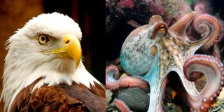 Feroz batalla entre un pulpo y un &aacute;guila