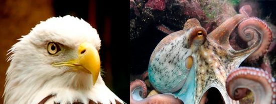 Feroz batalla entre un pulpo y un &aacute;guila