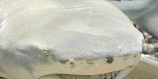 Este tibur&oacute;n lim&oacute;n salta sobre una roca y se merienda a cientos de sardinas de un bocado