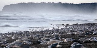 &iquest;Eres capaz de contar las tortugas marinas que salen en este v&iacute;deo?