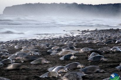 &iquest;Eres capaz de contar las tortugas marinas que salen en este v&iacute;deo?