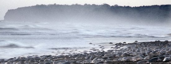 &iquest;Eres capaz de contar las tortugas marinas que salen en este v&iacute;deo?