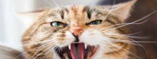 Muere de rabia en Bilbao el marroqu&iacute; al que mordi&oacute; un gato infectado cuando estaba de vacaciones en su pa&iacute;s
